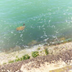 Canal Das Tartarugas