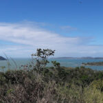 Manglar De Piedras Mangrove Stones